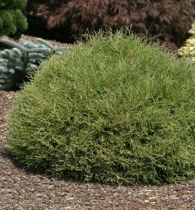 Mr. Bowling Ball Arborvitae Natorp's Online Plant Store
